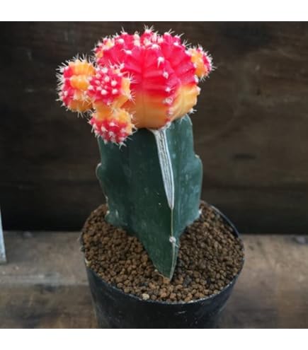 Amazon｜緋牡丹 ピンク サボテン｜観葉植物 オンライン通販