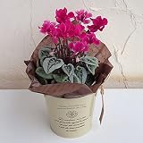 シクラメンフェアリーピコ・ローズピンク4号鉢植え／ブリキバケツ（アイボリー）