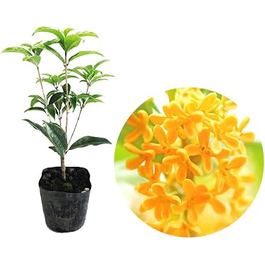 Amazon.co.jp 売れ筋ランキング: 植木 の中で最も人気のある商品です