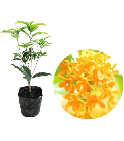 希少　カカオ苗木(大) チョコレートの木 希少 カカオ苗木(大) チョコレートの木