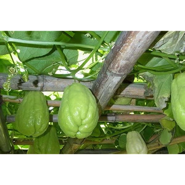 Amazon.co.jp: MDSTORE 国産ハヤトウリ4~5個/キロ・Fresh Chayote 1kg