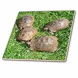 Taiche写真 – Reptiles Tortoises – タイル 12-Inch-Ceramic ct_17661_4