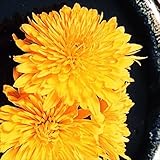 国華園　山菜苗　食用菊　阿房宮　2株【※発送が国華園からの場合のみ正規品です】