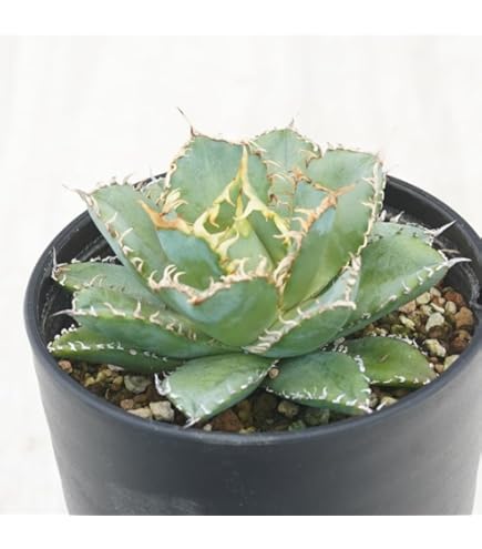 Amazon.co.jp: 大株◇アガベ パリー トランカータ （トルンカータ