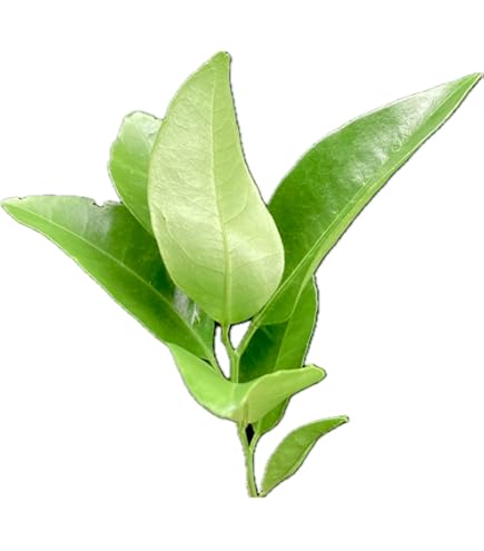 Amazon | 【屋久島産】アゲハ蝶 幼虫 餌 完全無農薬 みかんの葉っぱ 枝