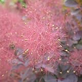 スモークツリー・ベルベット クローク 3年生苗