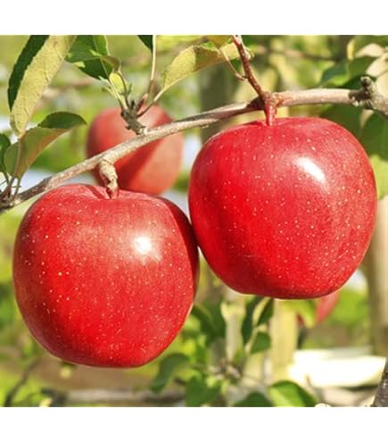 Amazon.co.jp: A級品 紅玉 ダンボール詰 10kg 青森県産 りんご : 食品