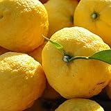 ゆず 苗 【本柚子 （ほんゆず）】 3年生 接ぎ木 ポット苗