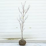 庭木:アメリカ花水木(ハナミズキ)ライトイエロー(黄花) 樹高:約120cm