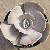 ポルックス 7.5cmポット エケベリア Echeveria "Pollux" ポラックス 福岡県産 多肉植物 多肉 観葉植物 インテリアグリーン 寄せ植えに