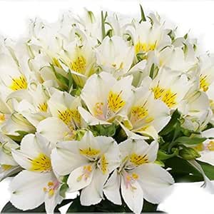 Amazon Co Jp アルストロメリア 切花 一級品 70cm 花5個 蕾5個付き 10本入り 白 ホーム キッチン