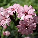 【山野草】桃絞り松本センノウ