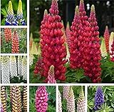 幸せの花言葉 花通販 幸福を呼ぶ花15選 Flower That Brings Happiness 花通販happyガイド 幸せの花言葉 花通販 幸福を呼ぶ花15選 Flower That Brings Happiness 花通販happyガイド