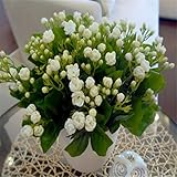 10seeds Potted flower seeds Jasmine seeds Fragrant Balcony Bonsai Plant For Garden & Home Easy to gr