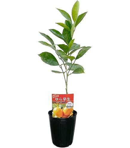 Amazon.co.jp: みかん 苗木 田口早生 13.5cmポット苗 たぐちわせ