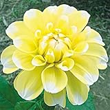 国華園 春植え球根 ダリア 祝宝 2球【※発送が国華園からの場合のみ正規品です】