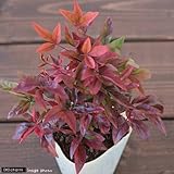 charm(チャーム) (山野草/盆栽) オタフクナンテン(お多福南天) 2.5号(1ポット)