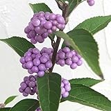 ムラサキシキブ（紫式部）：コムラサキ4号ポット 2株セット[色鮮やかな紫の実][実付き] ノーブランド品