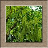 Wisteria seeds, bonsai Wisteria sinensis tree 100% true seed in-kind shooting, 10 pcs / bag 8yellow