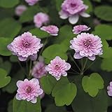 【山野草】濃色八重梅花カラマツ