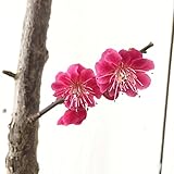 花梅 苗木 鹿児島紅梅 (赤) 12cmポット苗 かごしまこうばい はなうめ 苗 ハナウメ