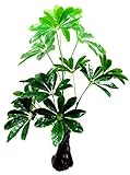 1stモール フェイクグリーン リアルプラント11 緑 会社 おしゃれ 造花 部屋 観葉植物 人工 インテリア 大型 リアル ST-QX-E11-60