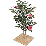 ミニサザンカ 花付 板付 60cm