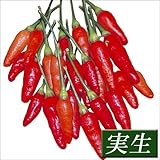 国華園　実生野菜苗　トウガラシ　島トウガラシ　2株【※発送が国華園からの場合のみ正規品です】