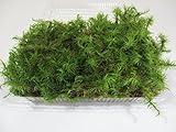 【 翔美苑 】 オオシッポゴケ ( パック入り )