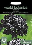WB 英国ジョンソンズシード Johnsons Seeds world botanics collection Scabious Black Knigh スカビオサ・ブラック・ナイト