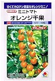 オレンジ千果　　タキイ種苗のミニトマト種です