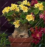 100% True Desert Rose seeds adenium obesum seeds bonsai flower seeds adenium double petals potted pl