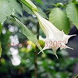 100チョウセンアサガオの種子レアエキゾチックな香りの花植物紫マンダラムーンフラワーチョウセンアサガオの種子の混合色（少なくとも5色）