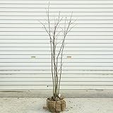 庭木：アオダモ（コバノトネリコ）*株立ち　樹高120ｃｍ　全高130ｃｍ 　ヤマト便大型商品発送！