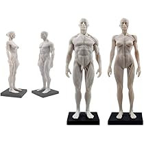 Amazon.co.jp: Luckyパンダ TopSellerパンダ 男性と女性 人体モデル