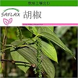 SAFLAX - 胡椒 - 20 個の種。- より良い栽培のための土壌を含みます - Piper nigrum