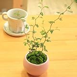 ピンクor白で鉢色選べます♪：ソフォラ “リトルベイビー”（メルヘンの木）*【瀬戸焼小鉢】 (鉢の色：ピンク)