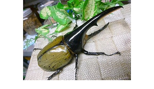 Amazon 当店極太血統 ヘラクレスヘラクレスオオカブト 生体 133ミリ新成虫単品 山陽オオクワ倶楽部 昆虫 通販