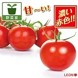 高リコピントマト：LEON（レオン）3号ポット 3株セット[New!] ノーブランド品