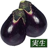 国華園　実生野菜苗　水ナス　泉州水ナス　20株【※発送が国華園からの場合のみ正規品です】