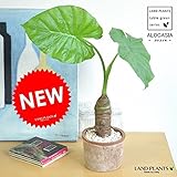 LAND PLANTS クワズイモ モスポット鉢