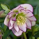 [ミヨシ]クリスマスローズ：*フローレンスピコティ3号ポット