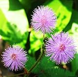 5パック150シードバシュフル草の種子ミモザPudica敏感な植物観葉植物ホットF002