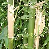 Bambusa nutans - burmese timber bamboo - 50 seeds