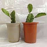 ドラゴンフルーツ苗　挿木苗　中サイズ　紅白セット