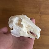 ウサギ頭蓋骨標本動物骨標本（天然骨質A） (10匹ウサギの頭骨)