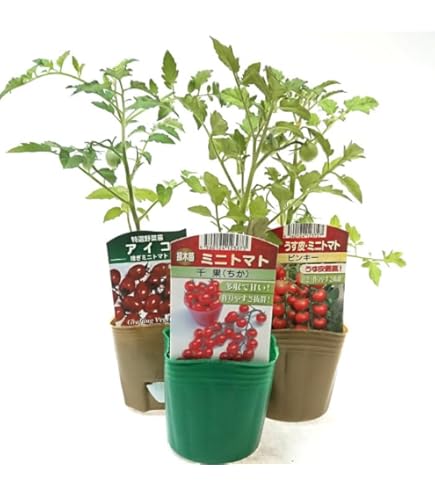 いちご苗 紅ほっぺ苗　30セット いちご・紅ほっぺ| 種・苗・ガーデニング用品の【タキイネット通販】