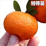 国華園　果樹苗　カンキツ　小みかん　特等苗　1株