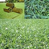 張り芝:西洋芝ケンタッキーブルーグラス１平米分[人気の品種です] ノーブランド品