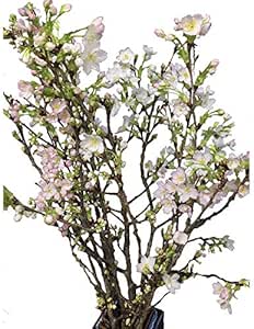 Amazon 花木屋 啓翁桜 90cm 5本組 花材 生花 切花 年賀 歳暮 プレゼント 切り花 オンライン通販